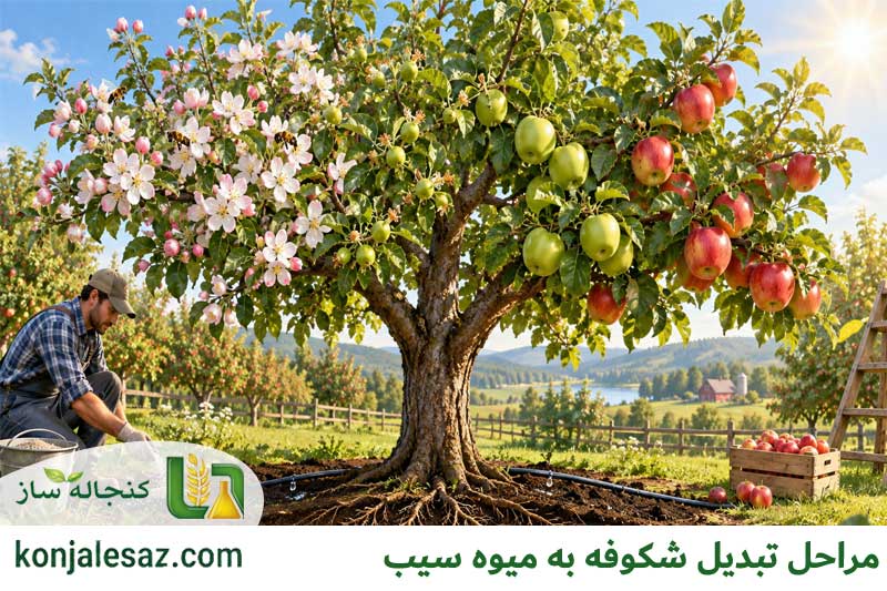 مراحل تبدیل شکوفه به میوه سیب