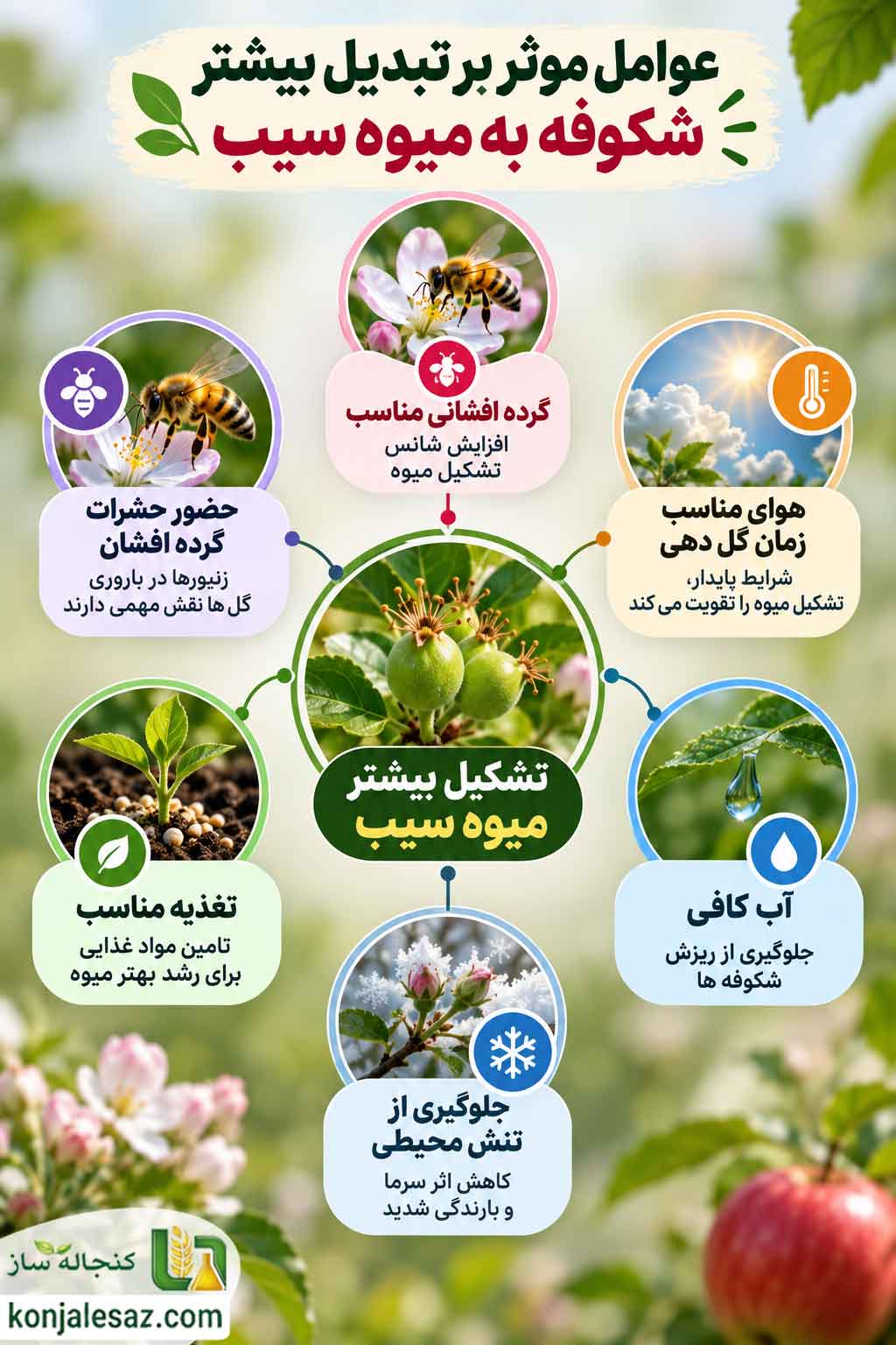 عوامل موثر بر تبدیل بیشتر شکوفه به میوه سیب