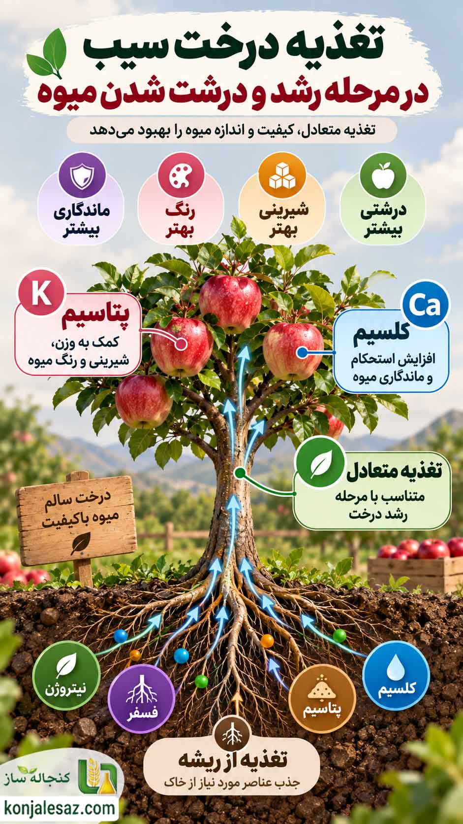 تغذیه درخت سیب در مرحله رشد و درشت شدن میوه