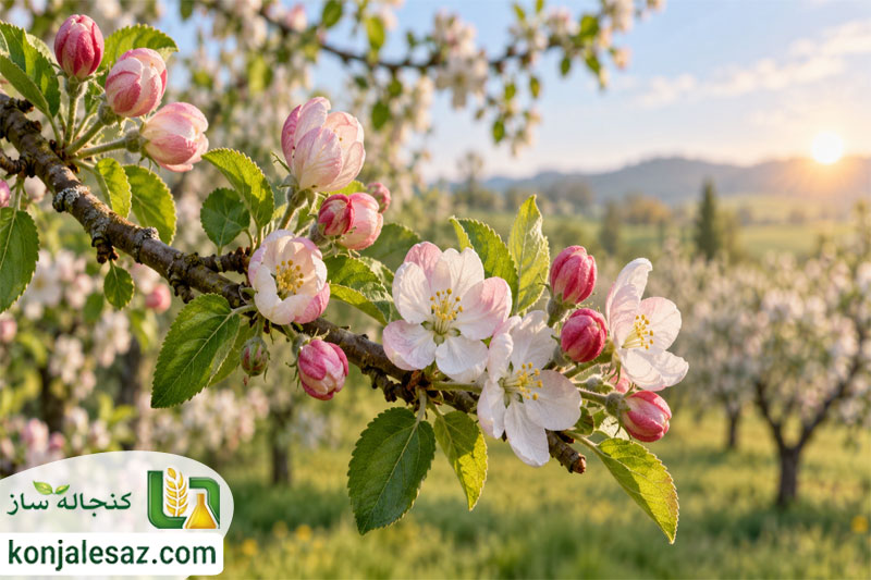 شروع گل دهی و تشکیل شکوفه های سیب