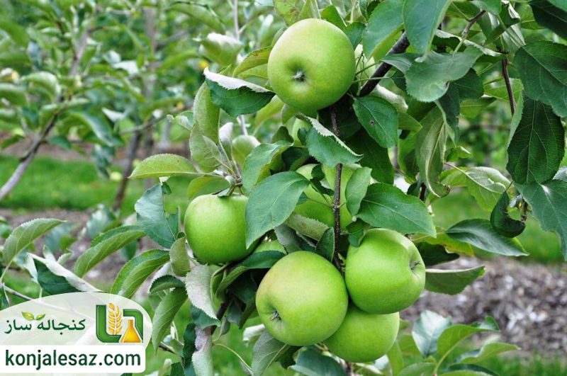 تغذیه پایانی درخت سیب قبل از برداشت و رسیدن میوه