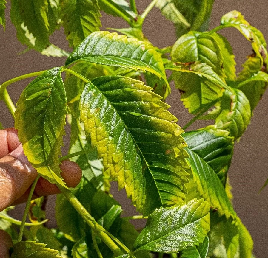 سولفات پتاسیم