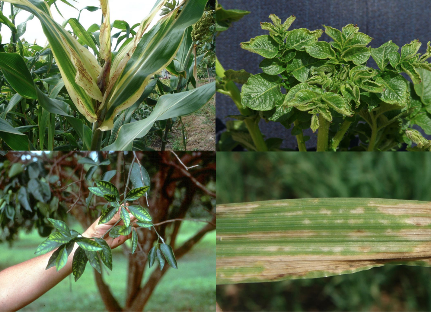 سولفات روی و تاثیر آن بر کشاورزی و زراعت