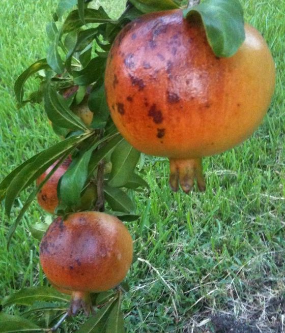 نقش سیلیس در گیاه و کشاورزی