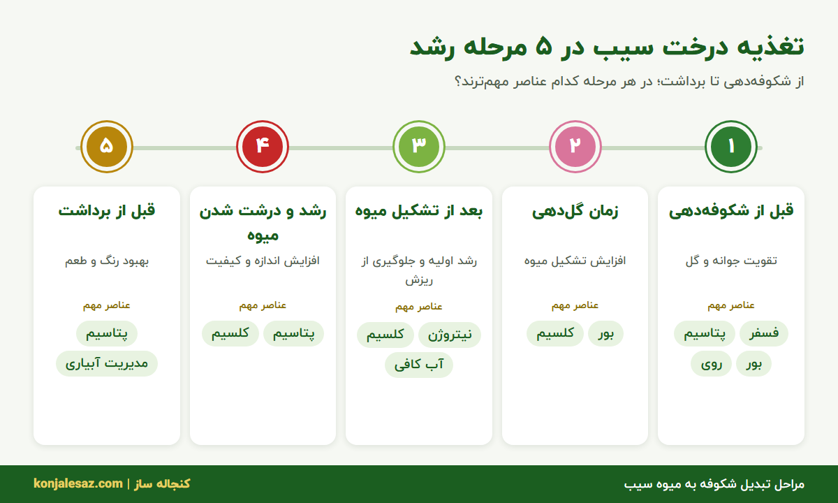 اینفوگرافی تغذیه درخت سیب در ۵ مرحله رشد؛ عناصر مهم هر مرحله